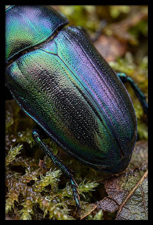 Mystical Beetle Reflections