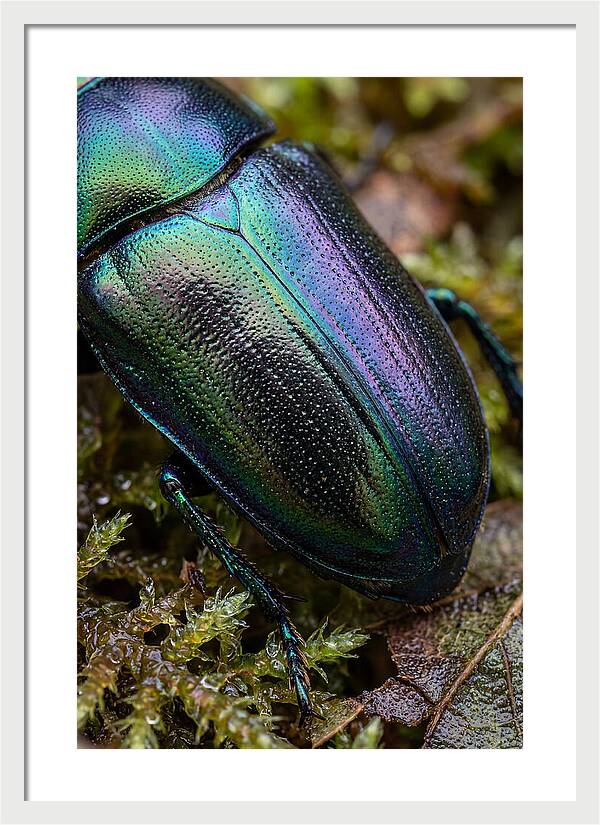 Mystical Beetle Reflections
