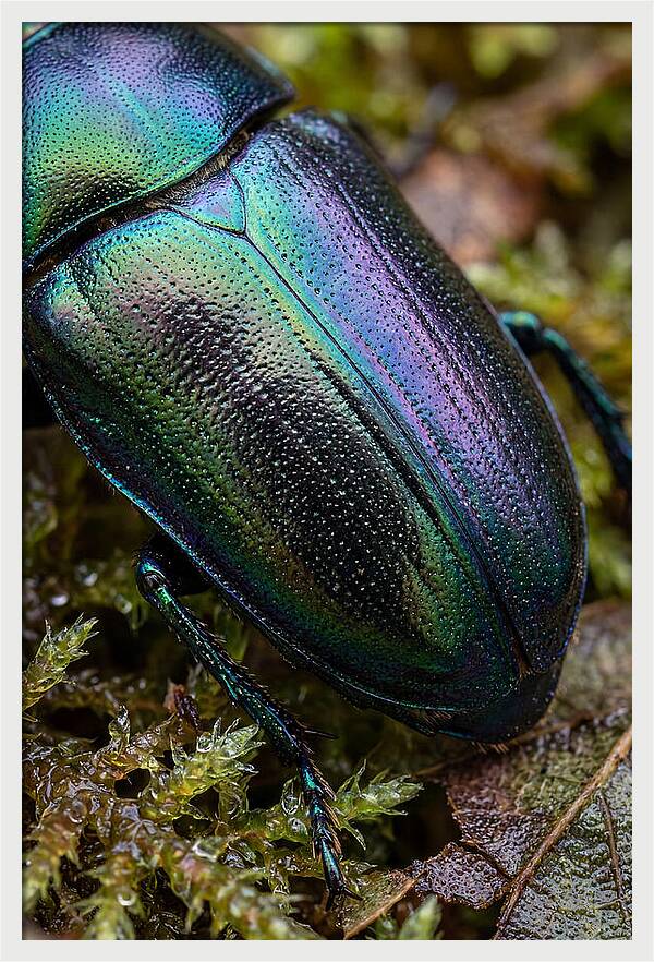 Mystical Beetle Reflections