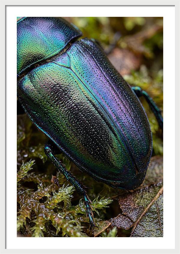 Mystical Beetle Reflections