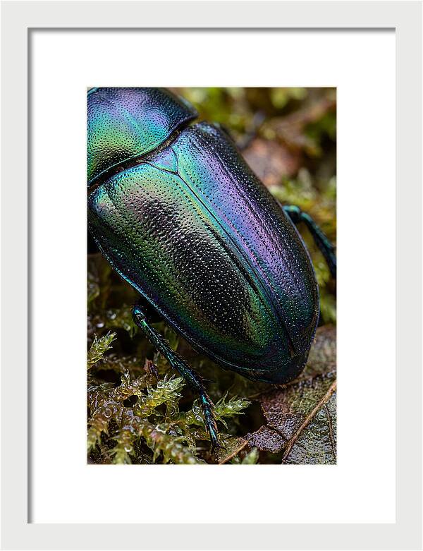 Mystical Beetle Reflections