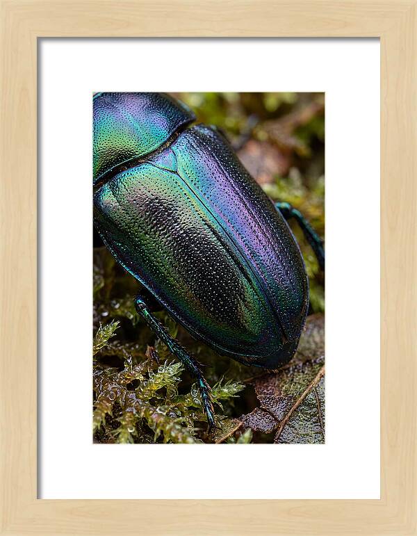 Mystical Beetle Reflections