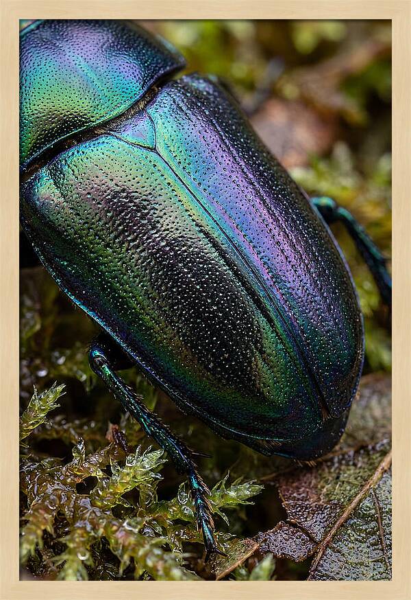 Mystical Beetle Reflections