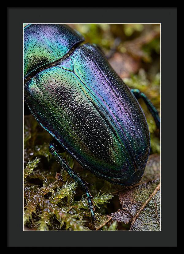 Mystical Beetle Reflections
