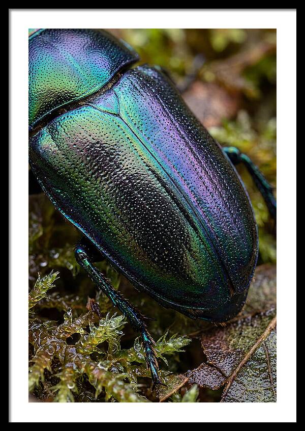 Mystical Beetle Reflections