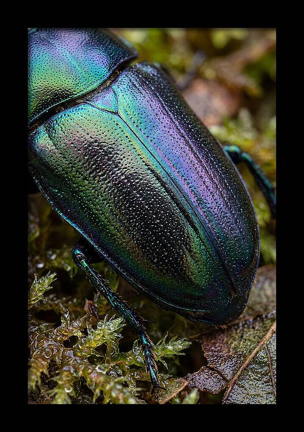 Mystical Beetle Reflections