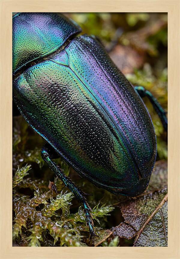 Mystical Beetle Reflections
