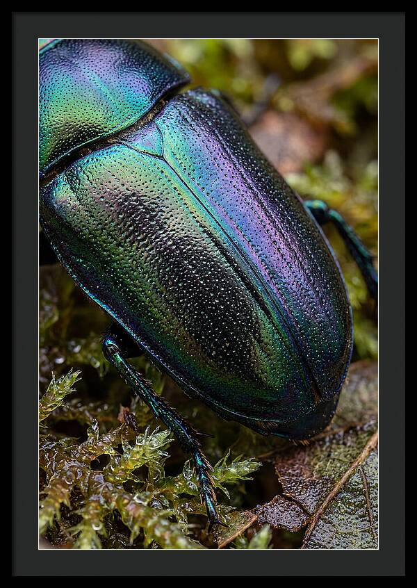 Mystical Beetle Reflections