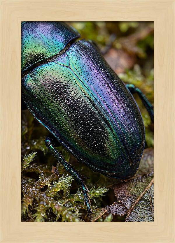 Mystical Beetle Reflections