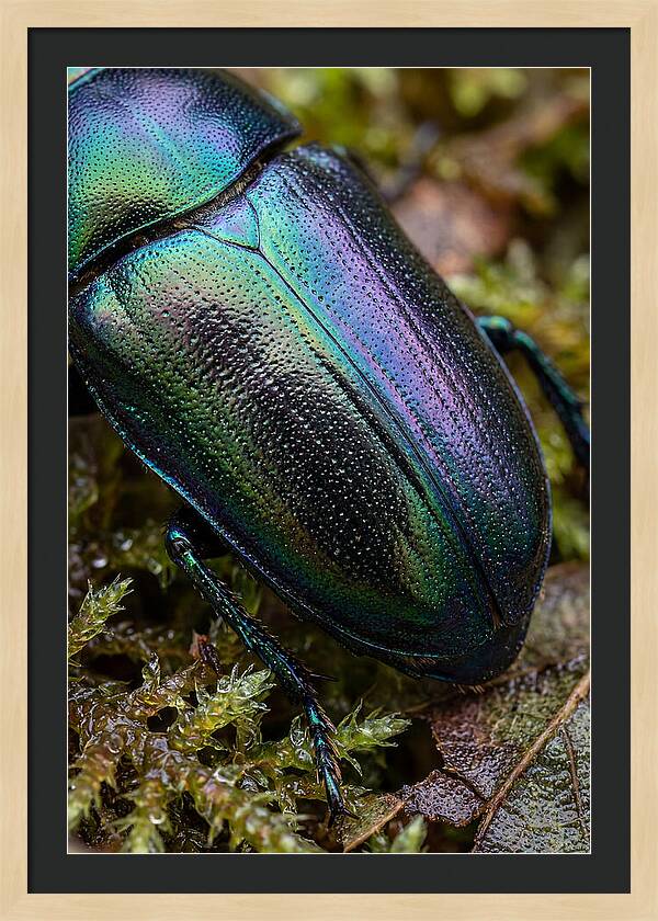 Mystical Beetle Reflections