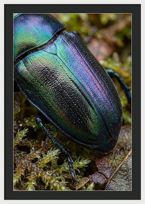 Mystical Beetle Reflections