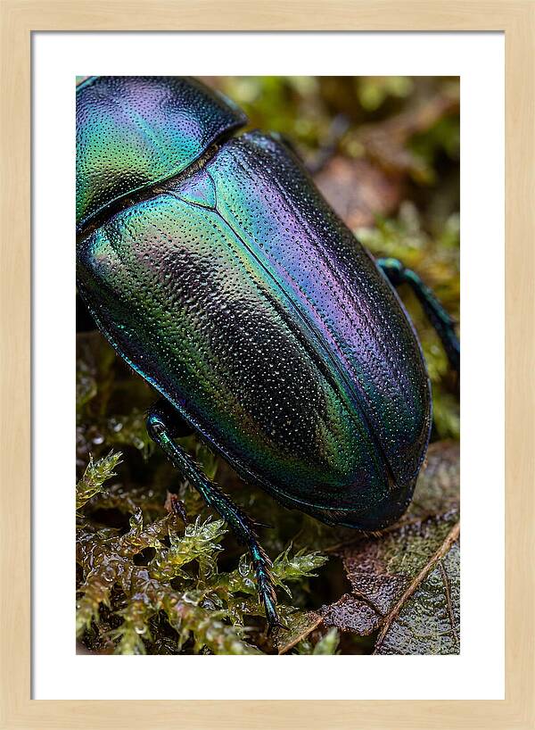 Mystical Beetle Reflections