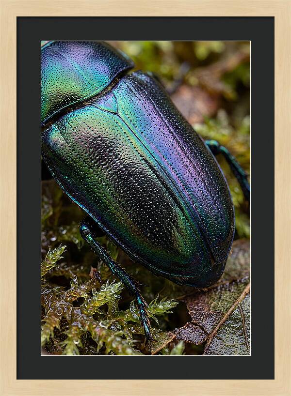 Mystical Beetle Reflections