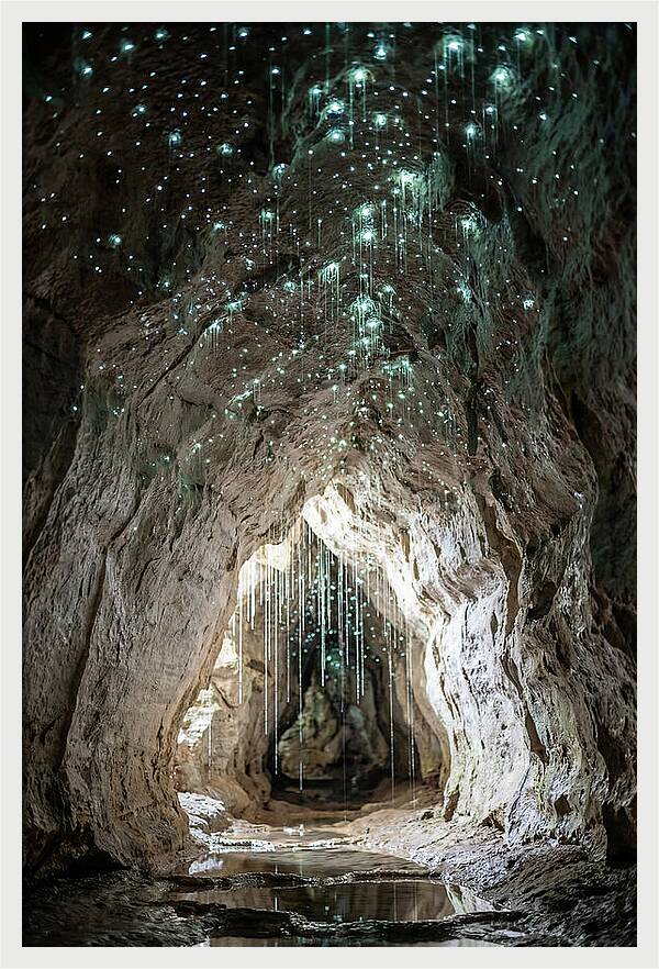 Mystical Glowworm Caverns