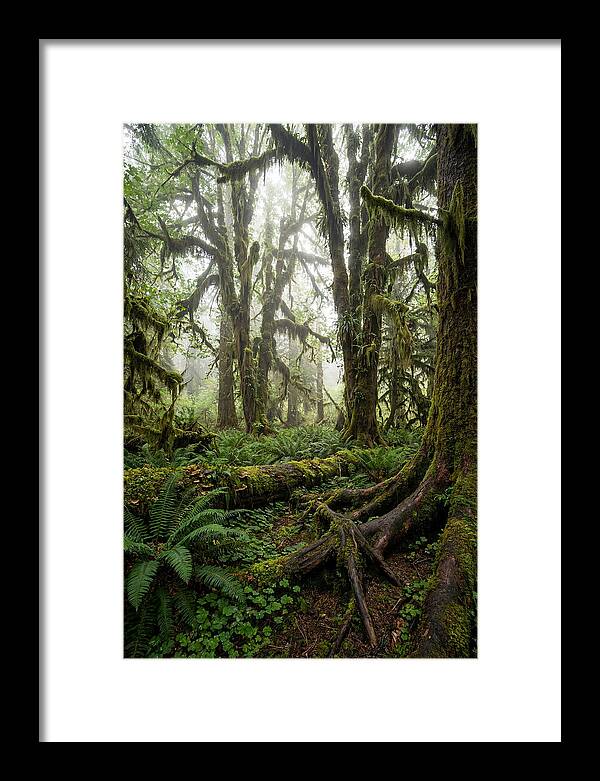 Mystical Hoh Rainforest Escape