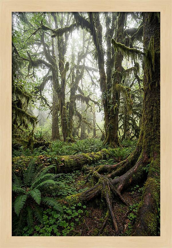 Mystical Hoh Rainforest Escape