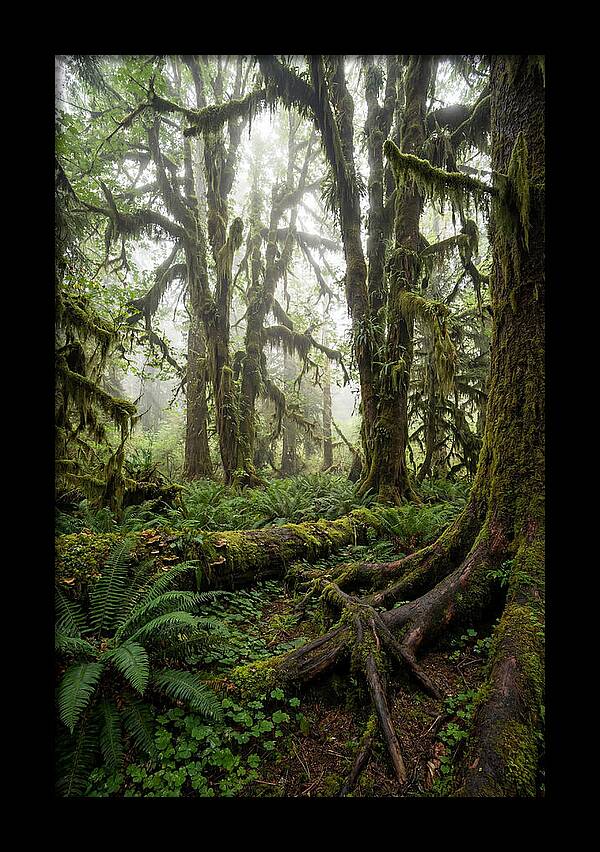 Mystical Hoh Rainforest Escape