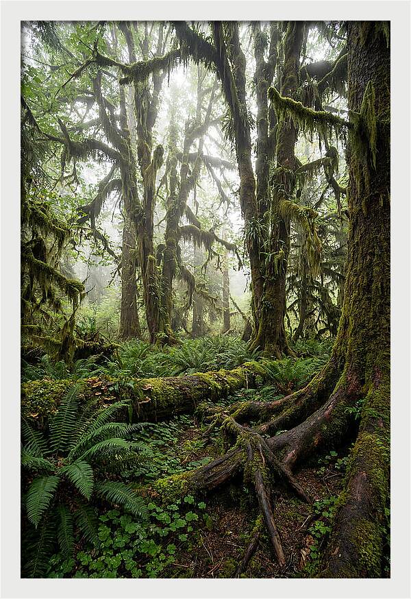 Mystical Hoh Rainforest Escape