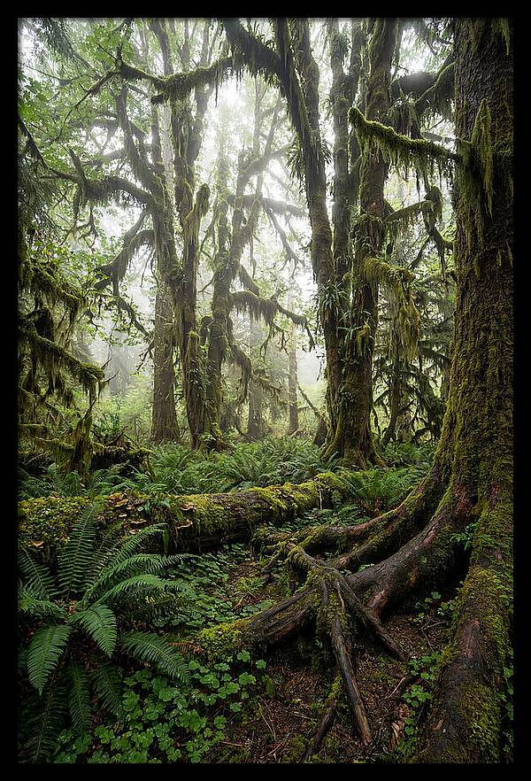 Mystical Hoh Rainforest Escape