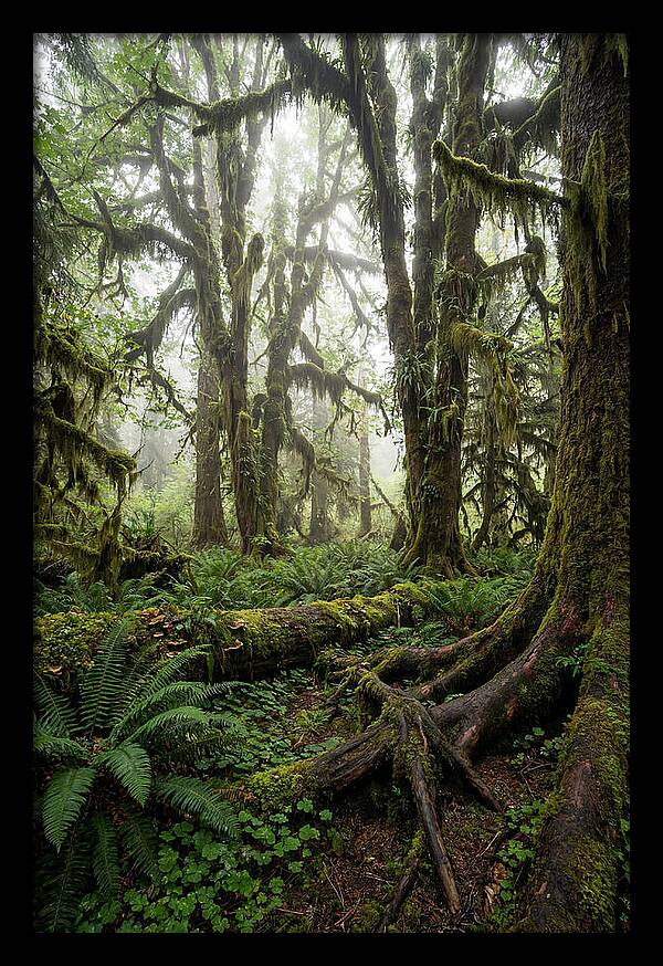 Mystical Hoh Rainforest Escape