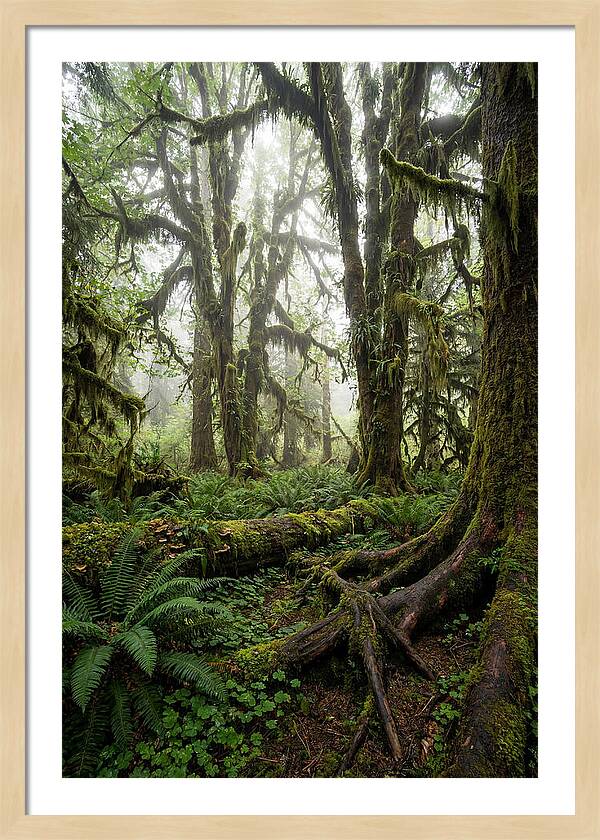 Mystical Hoh Rainforest Escape