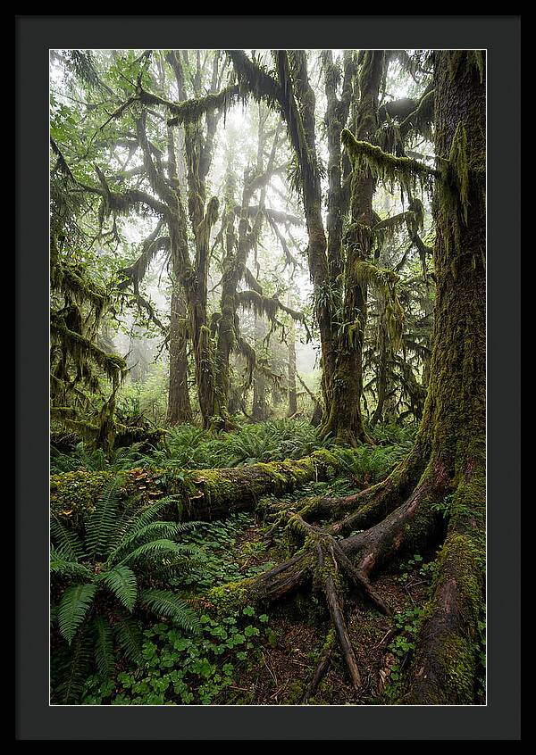 Mystical Hoh Rainforest Escape