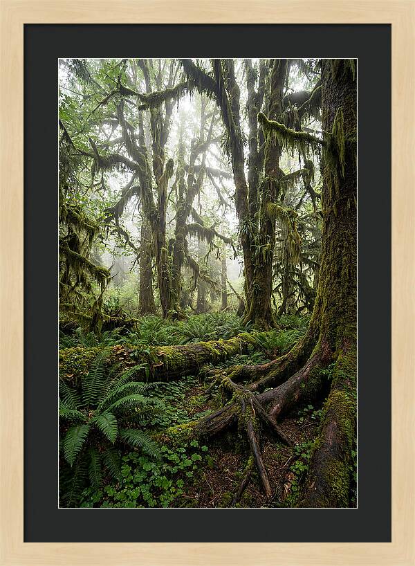Mystical Hoh Rainforest Escape