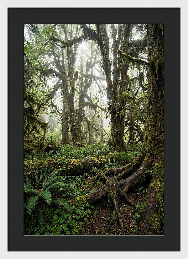 Mystical Hoh Rainforest Escape