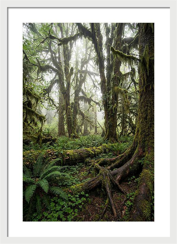 Mystical Hoh Rainforest Escape