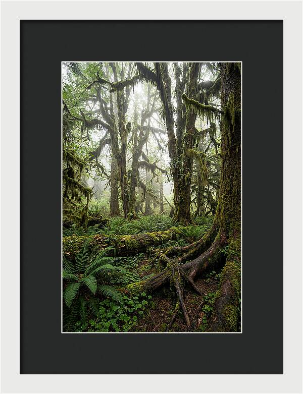 Mystical Hoh Rainforest Escape