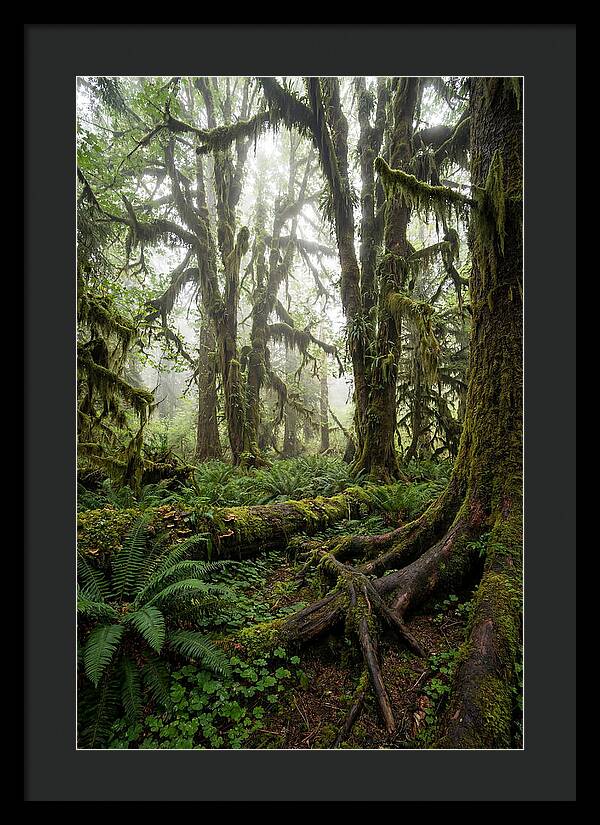 Mystical Hoh Rainforest Escape