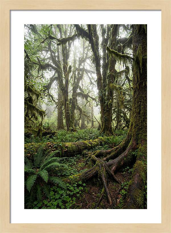 Mystical Hoh Rainforest Escape
