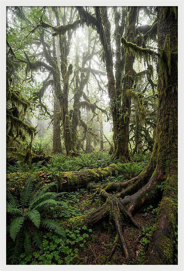 Mystical Hoh Rainforest Escape