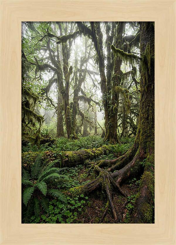 Mystical Hoh Rainforest Escape