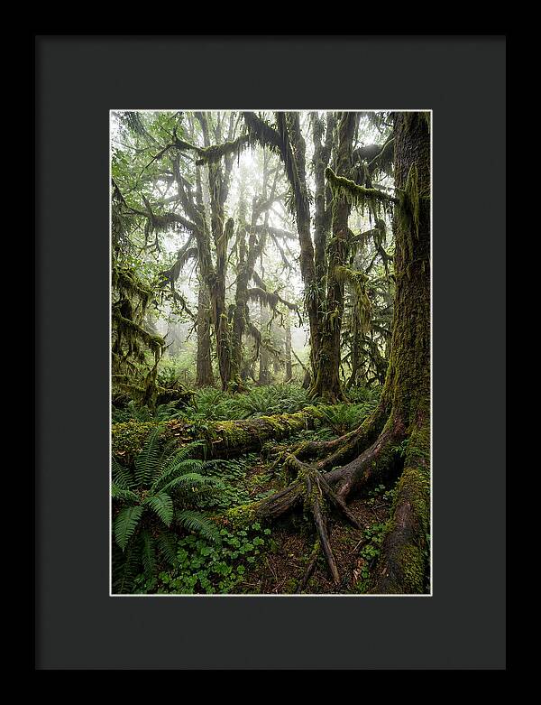Mystical Hoh Rainforest Escape