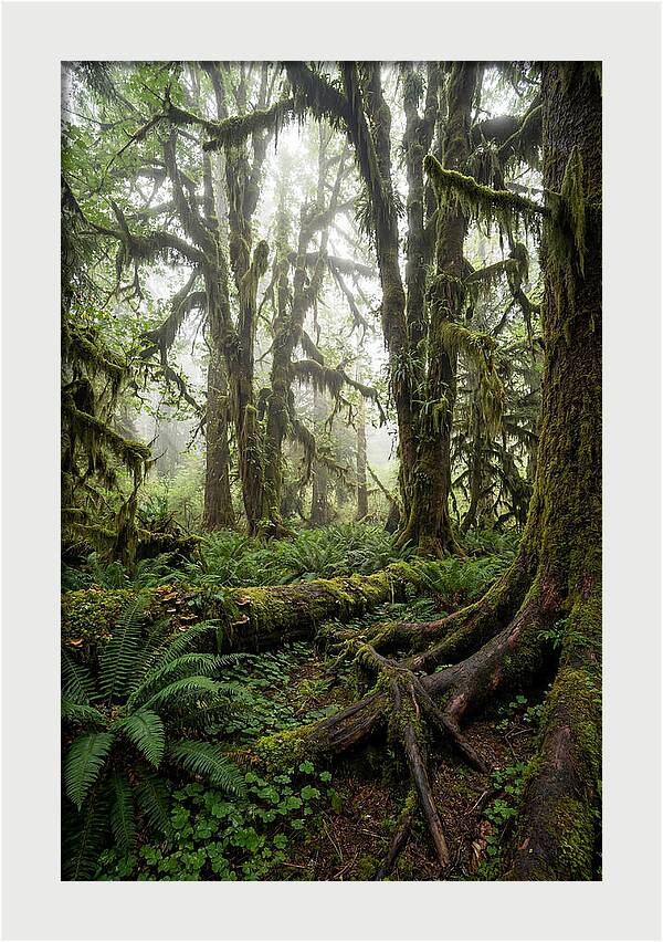 Mystical Hoh Rainforest Escape