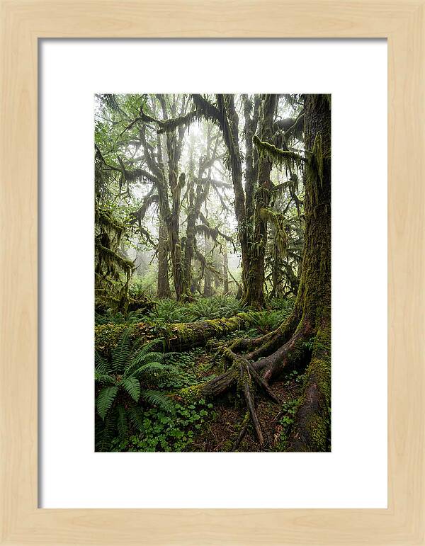 Mystical Hoh Rainforest Escape