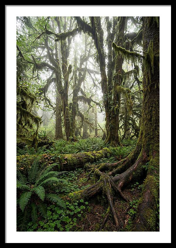 Mystical Hoh Rainforest Escape