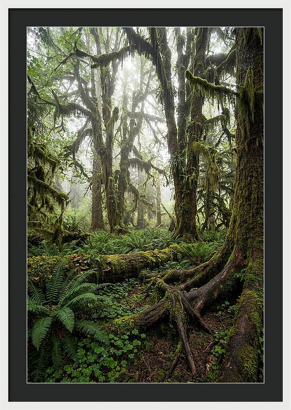 Mystical Hoh Rainforest Escape