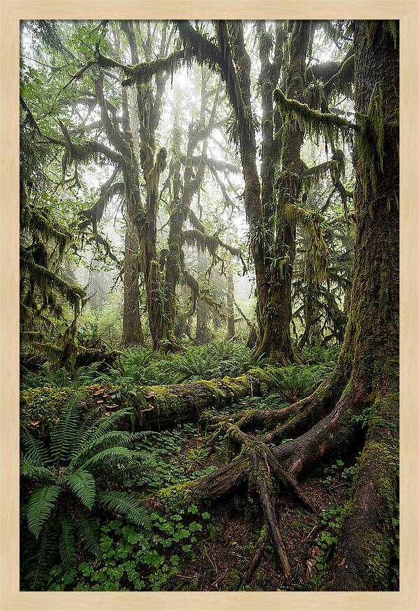 Mystical Hoh Rainforest Escape