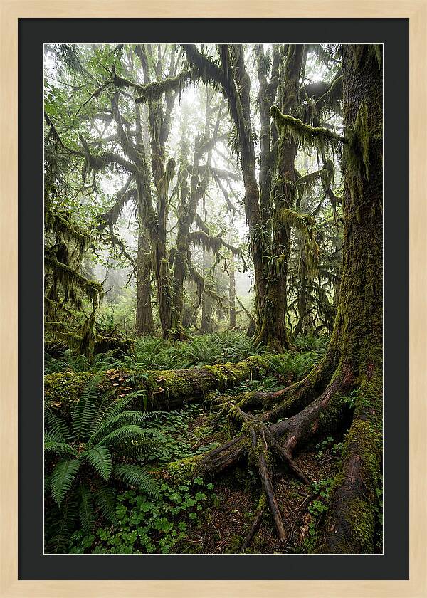 Mystical Hoh Rainforest Escape