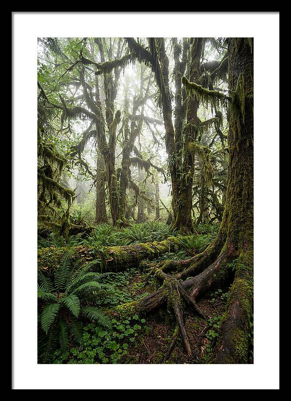 Mystical Hoh Rainforest Escape