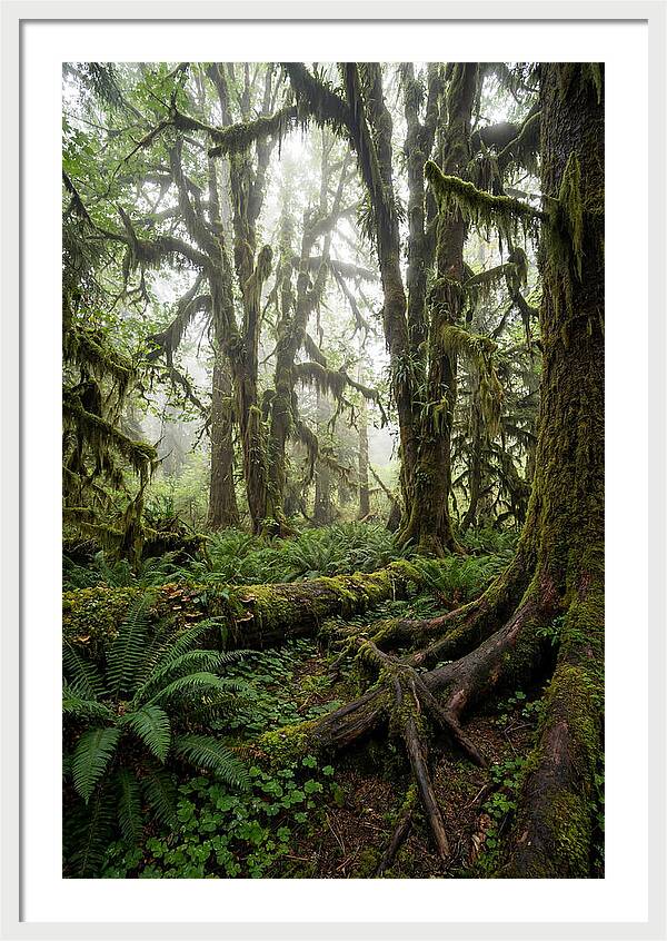 Mystical Hoh Rainforest Escape