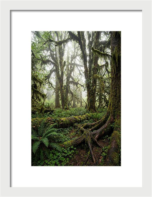 Mystical Hoh Rainforest Escape