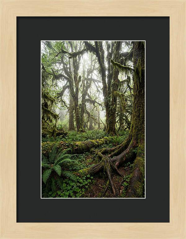 Mystical Hoh Rainforest Escape