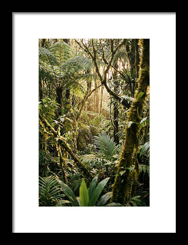 Mystical Hoh Rainforest Escape