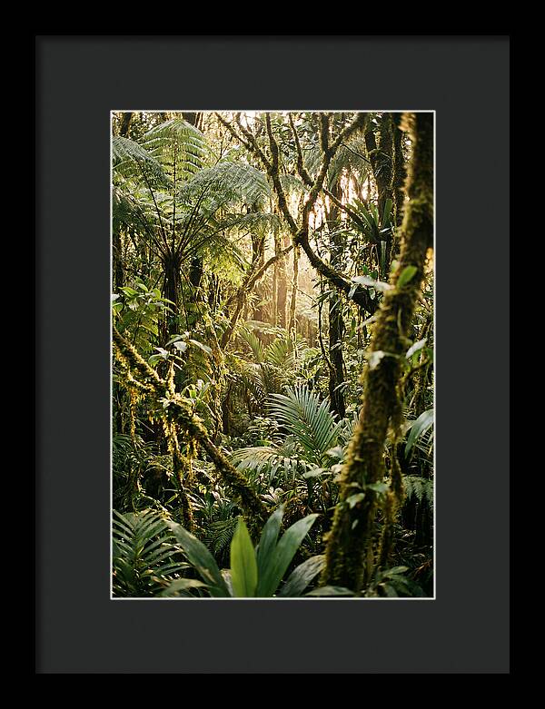 Mystical Hoh Rainforest Escape