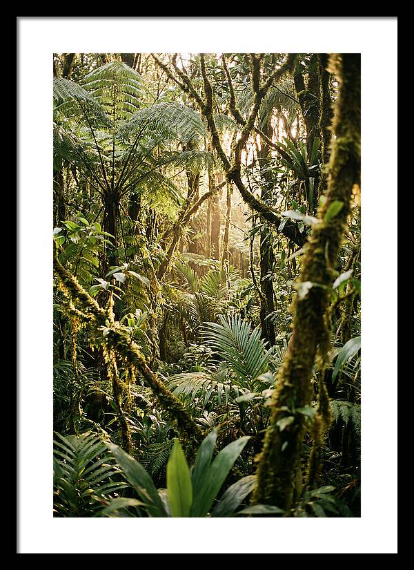 Mystical Hoh Rainforest Escape