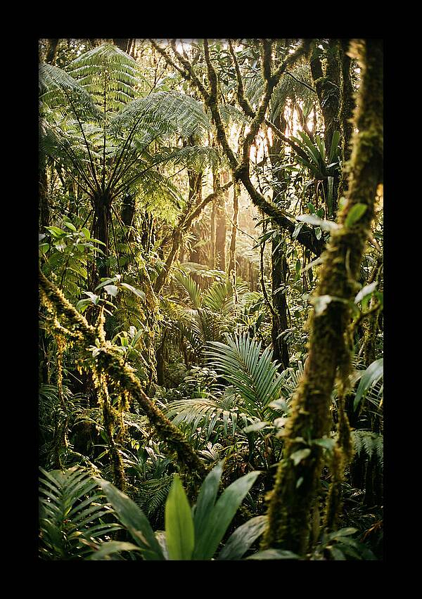 Mystical Hoh Rainforest Escape