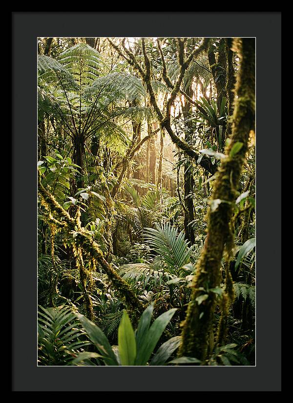 Mystical Hoh Rainforest Escape